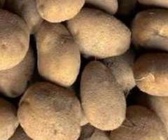 Ekologiškos bulvės